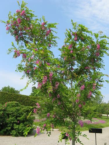 Black locust (robinia pseudoacacia) is considered invasive by the minnesota dnr ecological threat: Robinia pseudoacacia 'Purple Robe' Black Locust ...