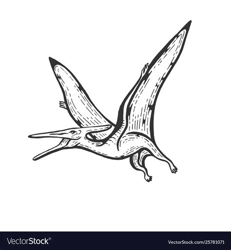 Pterodactyl Engraving Royalty Free Vector Image