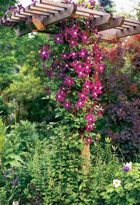 The Best Perennial Vines For Your Garden Better Homes And Gardens