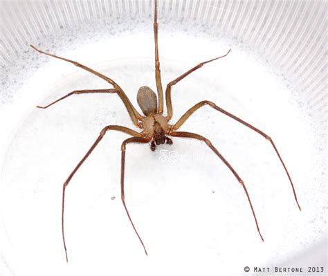 the brown recluse spider facts and control alabama cooperative extension system
