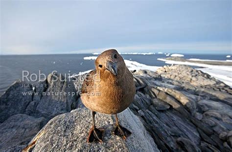 South Polar Skua Catharacta Maccormicki Antarctic Or Maccormicks