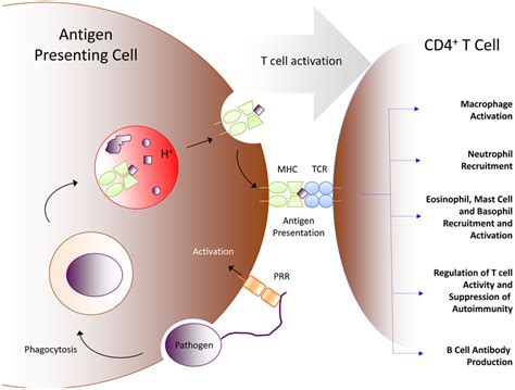 Acids Role In Initiating Adaptive Immunity An Antigen Presenting Cell