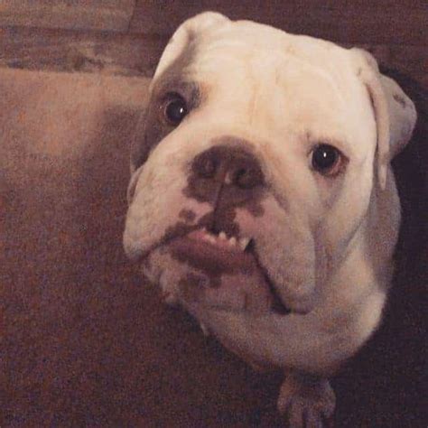 My bulldog was diagnosed with cherry eye,they are taking her in to cut it out on friday. Red Eye on English Bulldog: Here's What To Do | DBLDKR