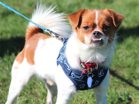 Pet Of The Week Julius A 4 Year Old Chihuahua And Japanese Chin Mix
