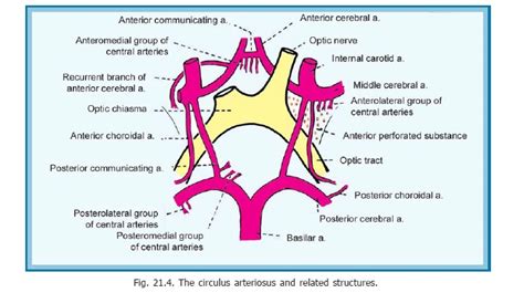 Arteries Supplying The Brain Blood Supply Of Central Nervous System