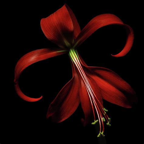 Red Lily By Flower Photography By Viorica Maghetiu