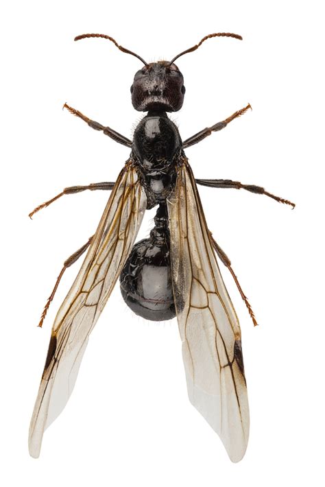 Carpenter ants have large jaws that are strong enough to bite through wood, so, needless to say, they are capable of biting into your skin as well. Killing bugs, why do i have carpenter ants in my house in the winter, image of spider bite on leg