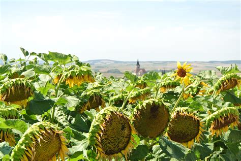 Free Images Nature Blossom Field Bloom Summer Food Produce