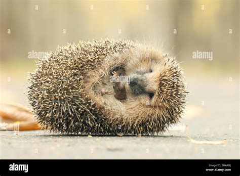 Hedgehog Close Up Portrait Stock Photo Alamy