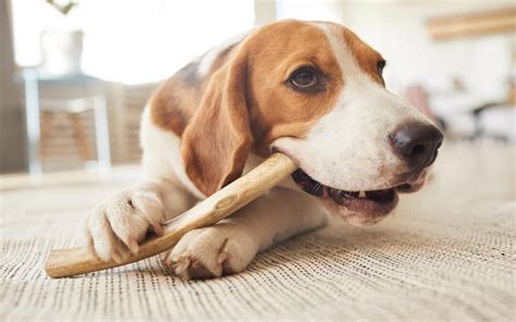 Why Does My Dog Chew Everything Dog Chewing Gencon® All In 1