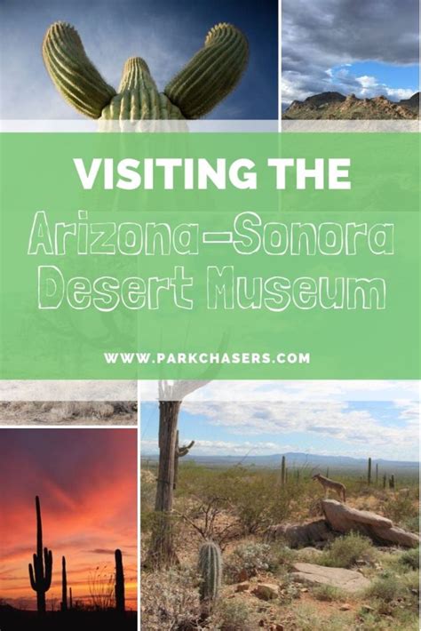 Visiting The Arizona Sonora Desert Museum In Tucson Park Chasers