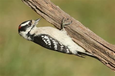 Woodpeckers In New Mexico 9 Species To Search For