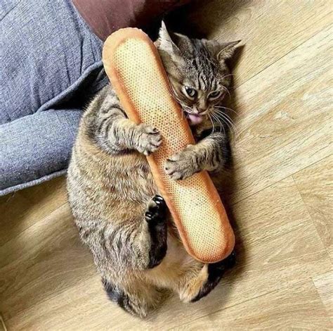 Fat Cat With A Baguette I Love This Picture R196