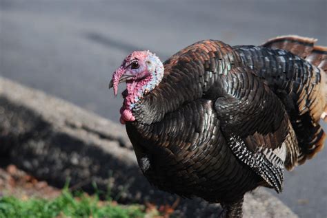 indiana asks for help counting wild turkeys in july august wowo 1190 am 107 5 fm