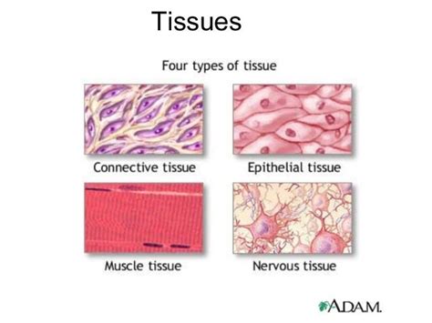 Anatomy And Physiology Tissue Chapter
