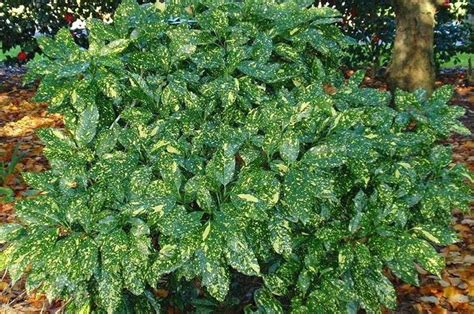 Evergreen Shrubs For Shade Top 17 Choices Plantingtree Evergreen
