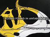 Photos of Dinosaur Fossil Vega Island 1986