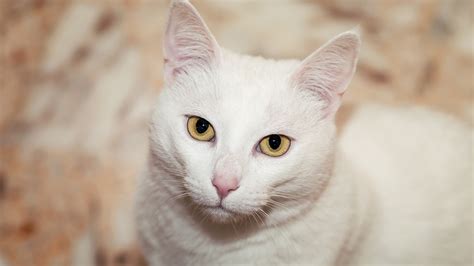 Best white wallpaper, desktop background for any computer, laptop, tablet and phone. Download 1920x1080 HD Wallpaper white cat muzzle whisker, Desktop Backgrounds HD
