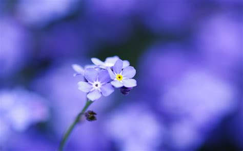 For the most part, the forget me not that you see is going to be small, with blue, pink, or white flowers that are generally. Forget Me Not Flower Wallpapers Images Photos Pictures ...