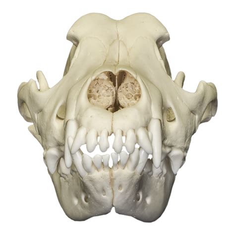 Real Domestic Dog Skull For Sale Skulls Unlimited International Inc