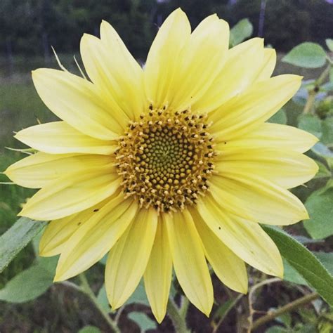 Sunflower Lemon Queen Seeds Certified Organic Garden Hoard