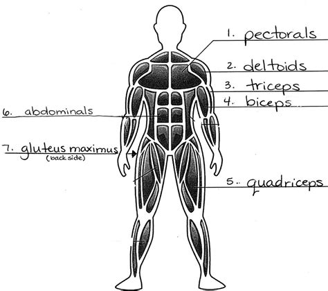 Diagram Of Muscles In Body This Is A Table Of Muscles Of The Human