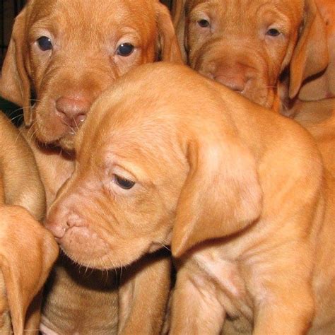 The purposes of this webpage: Countryside Kennel Resort and Vizsla Breeder - Home | Facebook