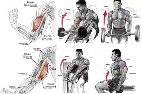 Muscle Building Arm Workouts Three Important Things To Remember Arm
