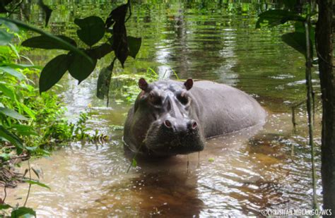 Rare Sighting Hippos In The Congo Rainforest Africa Geographic