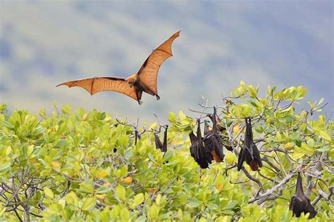 Flying Foxes Are Facing Extinction On Islands Across The World New