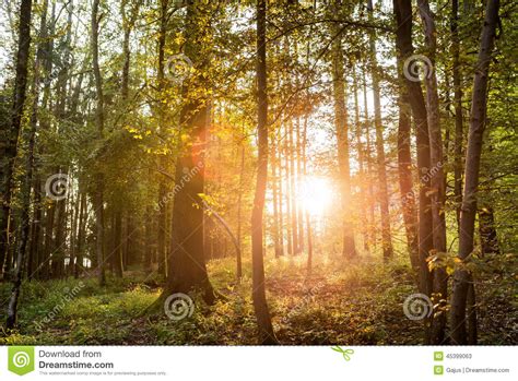 Sun Shining Through Trees In A Forest Stock Image Image Of Landscape