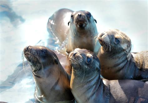 Seaworld Sets Record For Sea Lion Rescues As State Sees Historic High