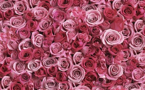 Free Download 66 Pink Rose Wallpapers On Wallpaperplay 1920x1200 For