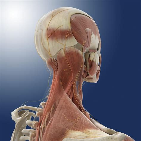 Neck Muscles And Nerves Artwork Photograph By Science Photo Library Fine Art America