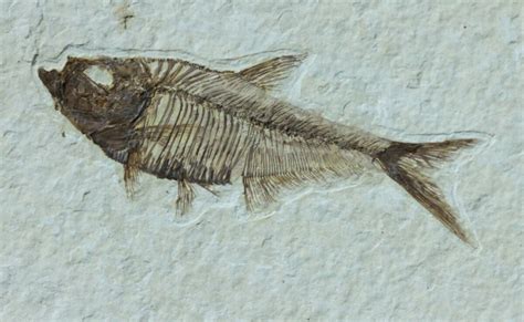 Diplomystus Fish Fossils