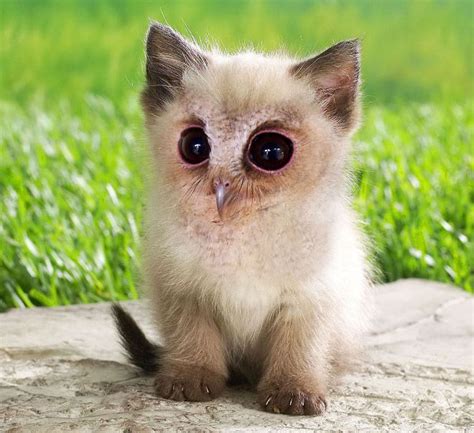 Will they is another question. Cat Owls Are The Perfect Animal Crossover (16 pics)
