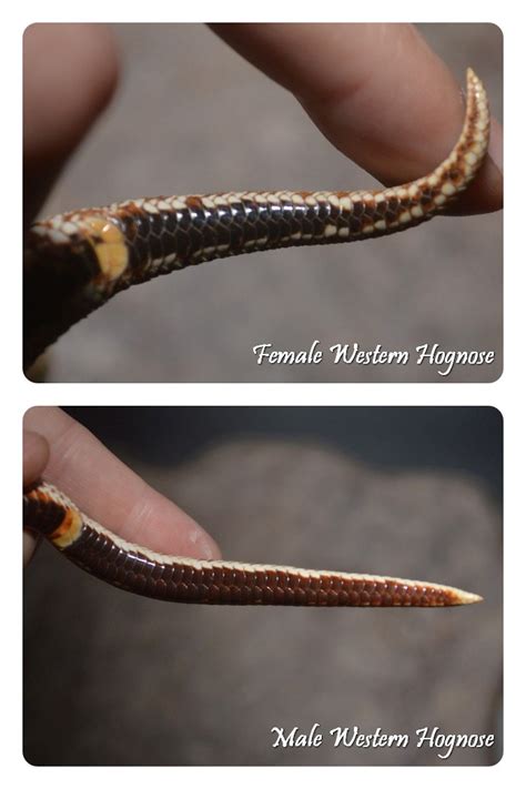 How To Tell If A Snake Is Male Or Female
