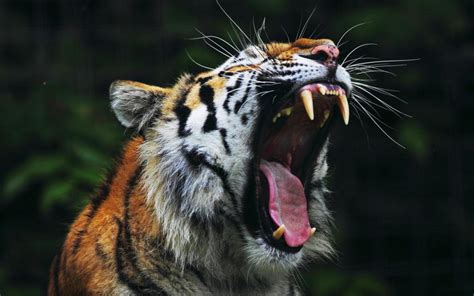 Roaring Tiger Hd Desktop Wallpaper Widescreen High Definition