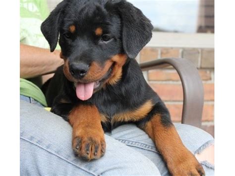 Their looks may be intimidating however once bonded with the owner rottweilers are very affectionate. Rottweiler Puppies For Sale - Animals - Hopkinsville - Kentucky - announcement-27064