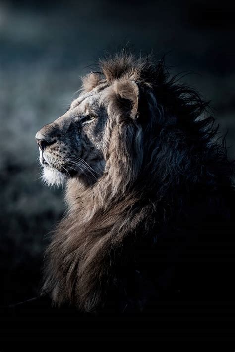 le profil de lion masai mara photo et tableau editions limitées achat vente