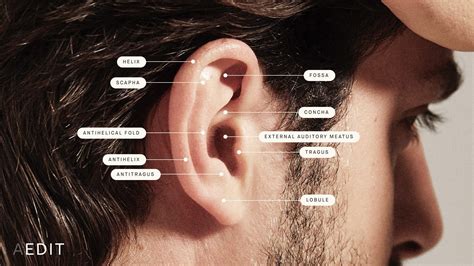 Ear Shape Overview Causes Treatment Options And More Aedit