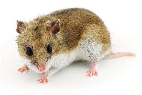 50 Amazing Hamster Facts For Kids Everything You Want To Know