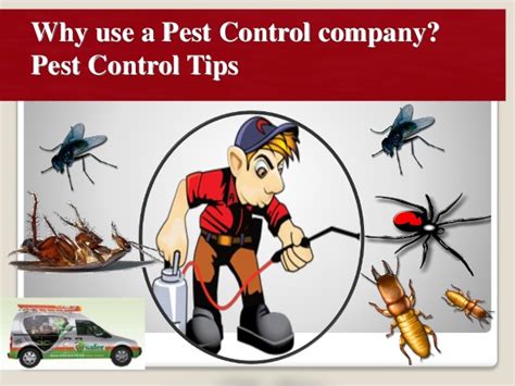 It's important for us to choose a pest control company that's experienced and knowledgeable with all the effective techniques and approach in handling mice infestation to make sure that our problem with mice is. Why use a Pest Control company? Pest Control Tips