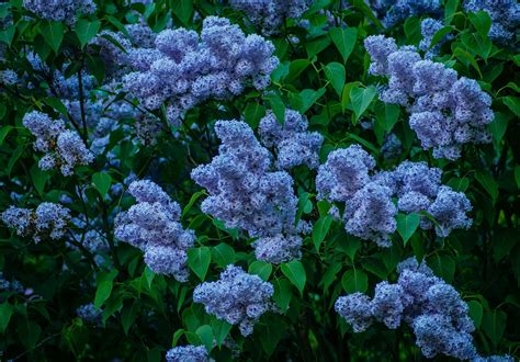 Blue Flowers Phone Desktop Wallpapers Pictures Photos
