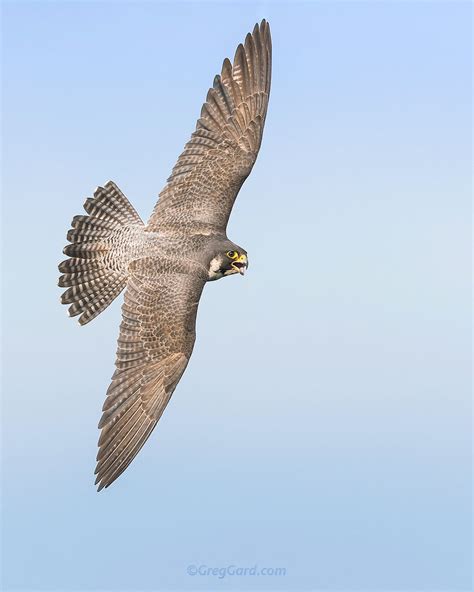 Peregrine Falcon dorsal pose — Greg Gard