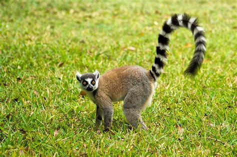 Leaping Lemurs In Madagascar Goway