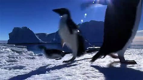 Adelie Penguin Slaps Giant Emperor Chick Video Dailymotion