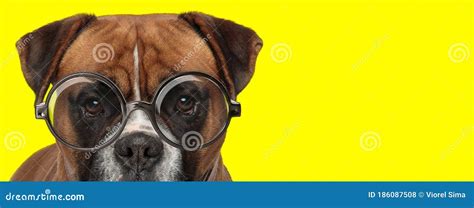 Adorable Brown Boxer Dog Wearing Glasses Stock Photo Image Of
