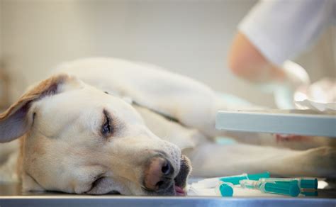 What Every Dog Owner Needs To Know About Canine Anemia Canine Campus
