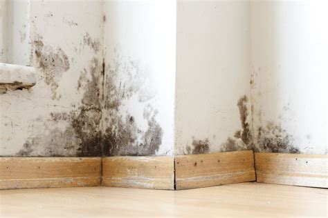 Black Mold Vs Wood Rot 6 Key Differences And Dangers—and What To Do